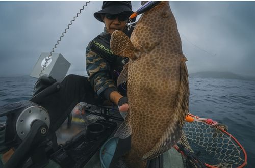 オオモンハタの釣果