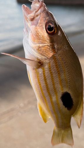 クロホシフエダイの釣果