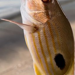 クロホシフエダイ