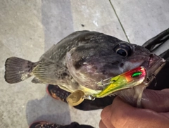 クロソイの釣果