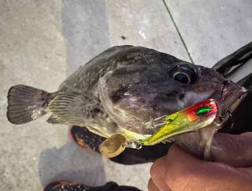 クロソイの釣果