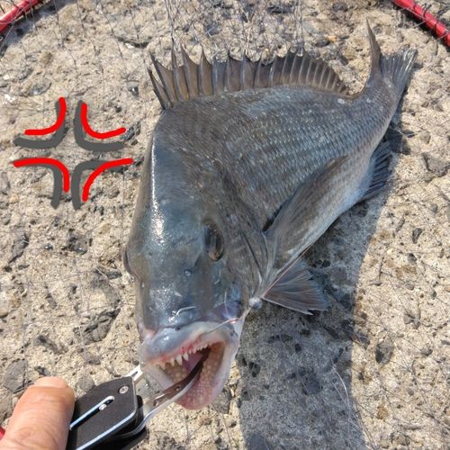 チヌの釣果