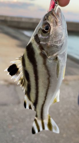 コトヒキの釣果