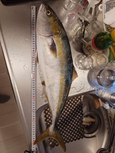 ハマチの釣果
