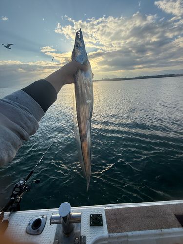 タチウオの釣果