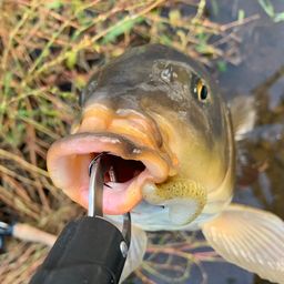 スモールマウスバス