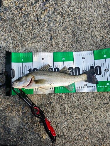 シーバスの釣果