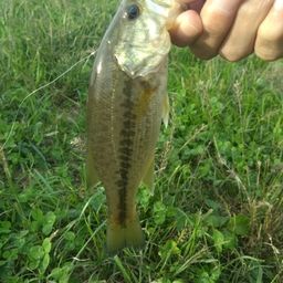 ラージマウスバス