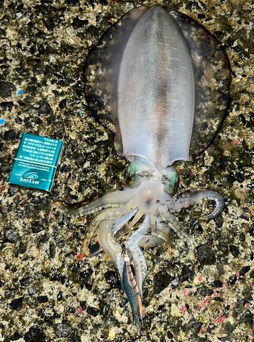 アオリイカの釣果