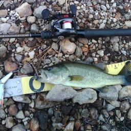 ラージマウスバス