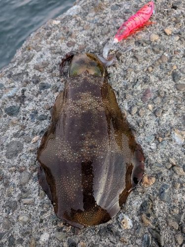 アオリイカの釣果
