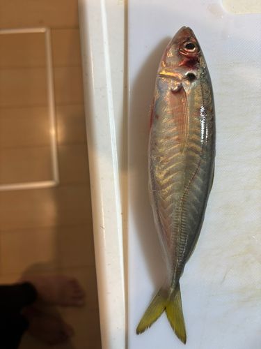 マルアジの釣果