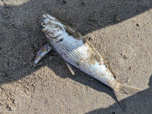 コノシロの釣果