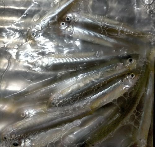 ワカサギの釣果