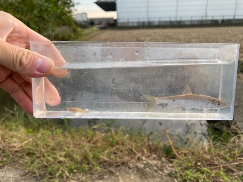 オイカワの釣果