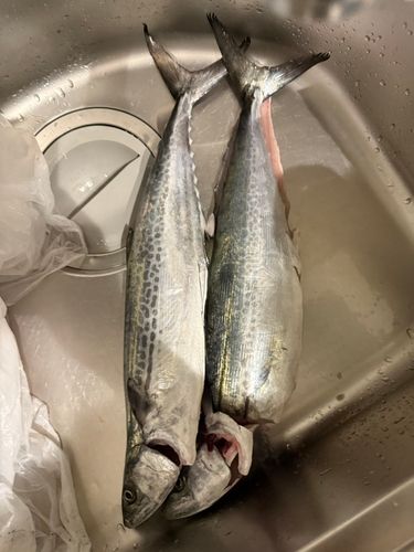 サゴシの釣果