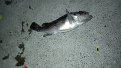 クロソイの釣果