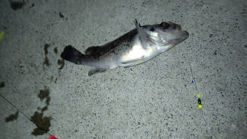 クロソイの釣果