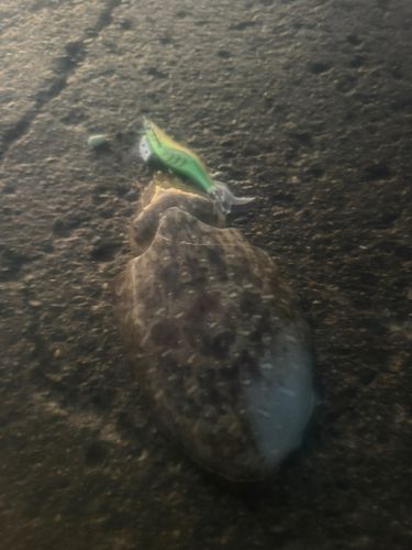 コウイカの釣果