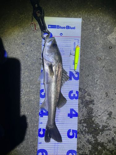 シーバスの釣果