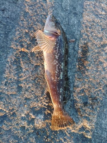 アイナメの釣果