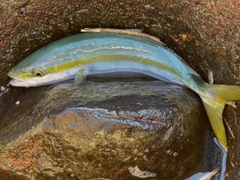 ツバイソの釣果