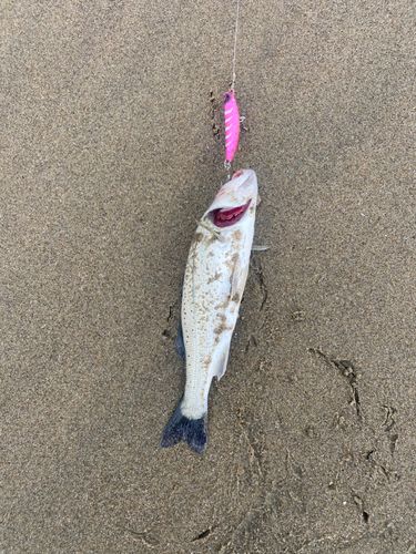 セイゴ(マルスズキ)の釣果