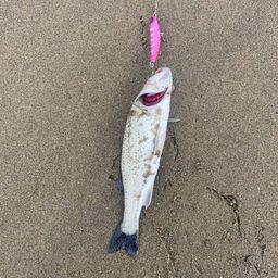 セイゴ(マルスズキ)