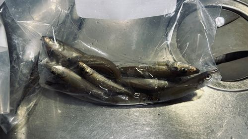 シロギスの釣果