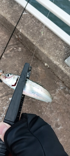 マイワシの釣果