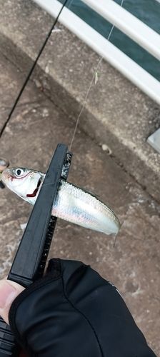 マイワシの釣果