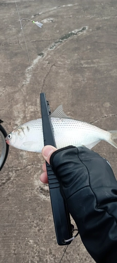 コノシロの釣果