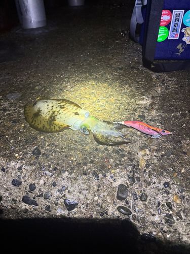 東京湾(富津〜金谷)