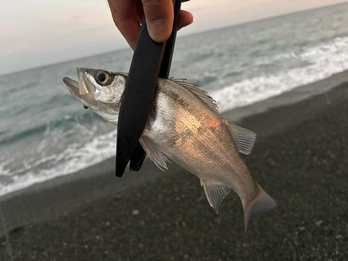 セイゴ（ヒラスズキ）の釣果