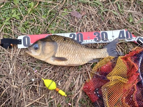 ヘラブナの釣果