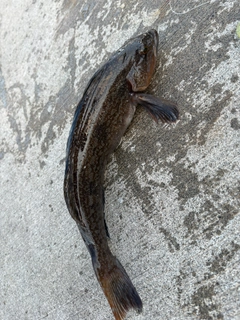 アイナメの釣果