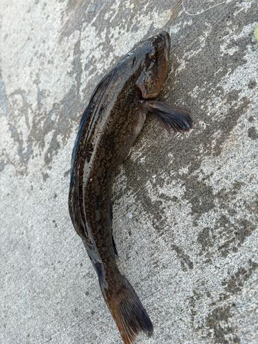 アイナメの釣果