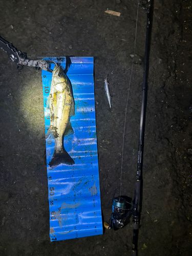 シーバスの釣果