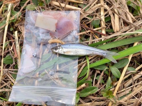 クチボソの釣果