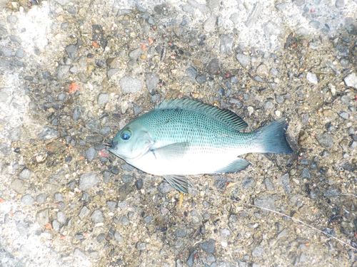 クチブトグレの釣果