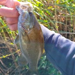 スモールマウスバス