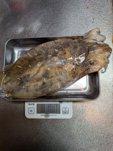 コウイカの釣果