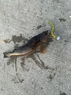 アイナメの釣果