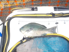 クチブトグレの釣果