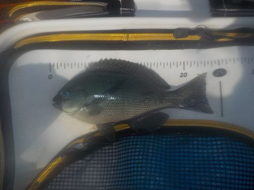クチブトグレの釣果