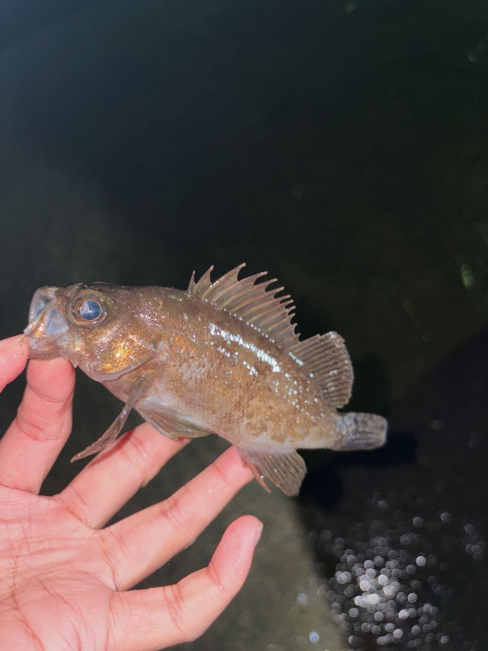 ラグゼ 宵姫 爽 S73L-solid インプレ】ラグゼ 宵姫爽 S73L-solid コスパ/機能性ともに