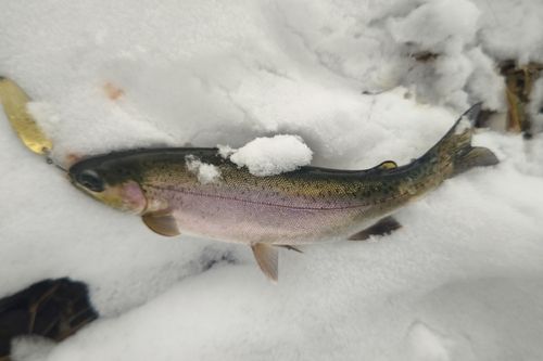 ニジマスの釣果