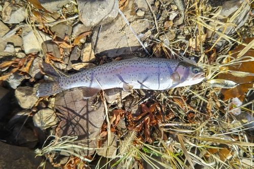 ニジマスの釣果