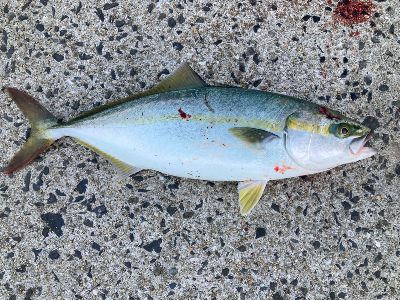 ソルティステージSXJS 1062MH60-KR ショアジギングロッド Salty Stage KR-X ShoreJigging (ソルティーステージKR-X ショアジギ