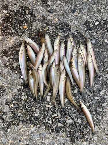 シロギスの釣果